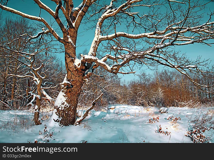 Oak in snow the winter field