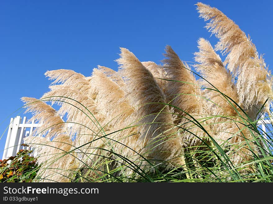 Canes in bloom with blue sky. Canes in bloom with blue sky