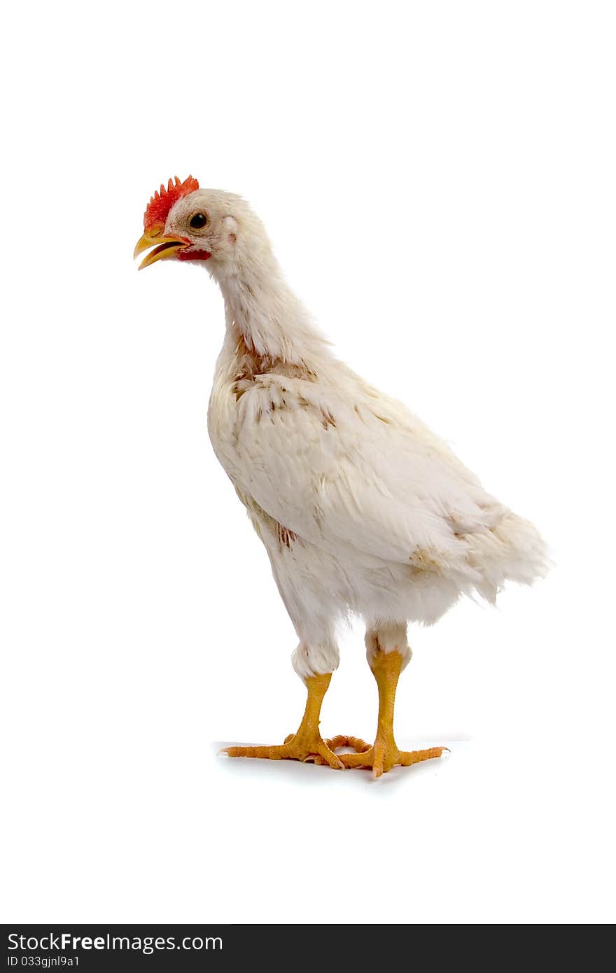 Young cock isolated on a white background