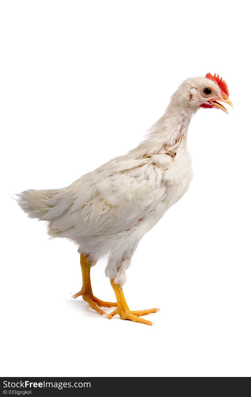 Young cock isolated on a white background