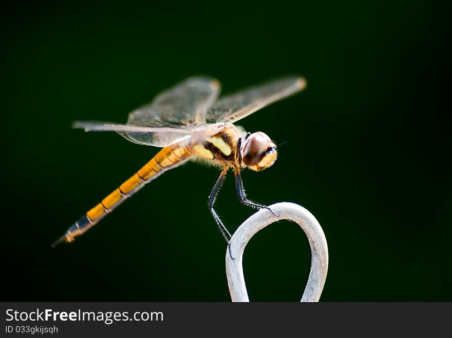 Golden damselfly resting on steel wire with a green background.