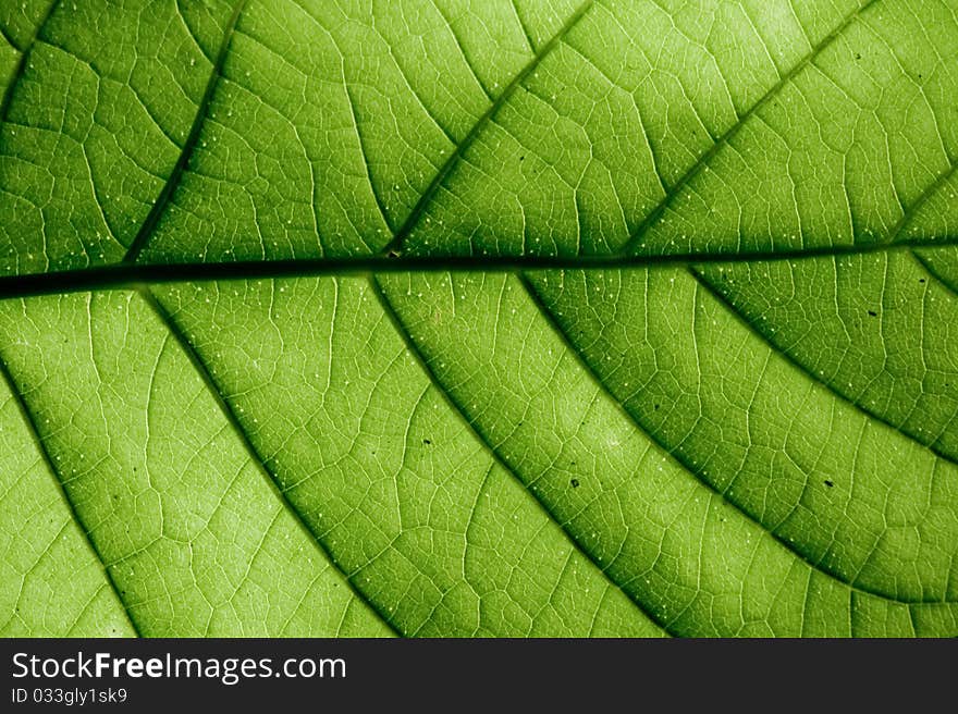 Close-up of green leaf with veins and glands.