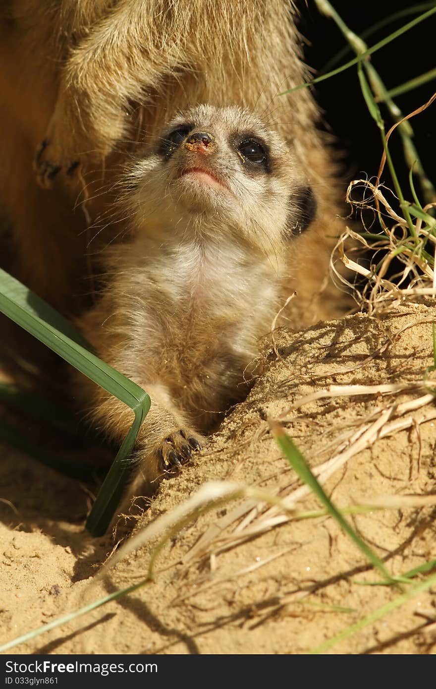 Baby meerkat looking up