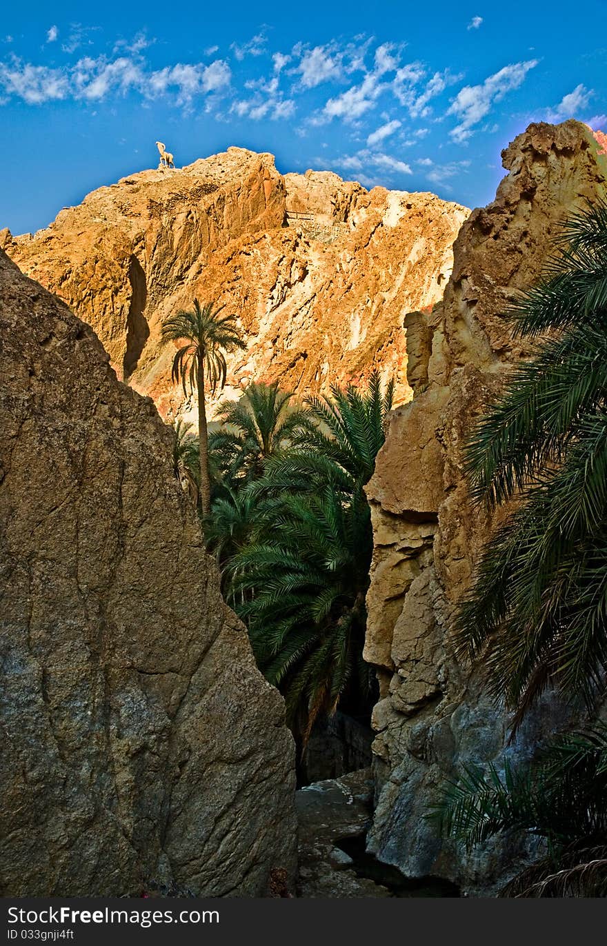 Lovely view of mountain oasis, Tunisia. Lovely view of mountain oasis, Tunisia