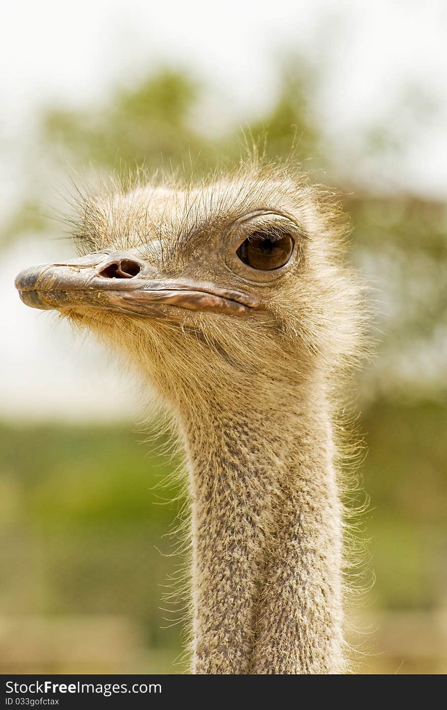 Getting very close to an ostrich