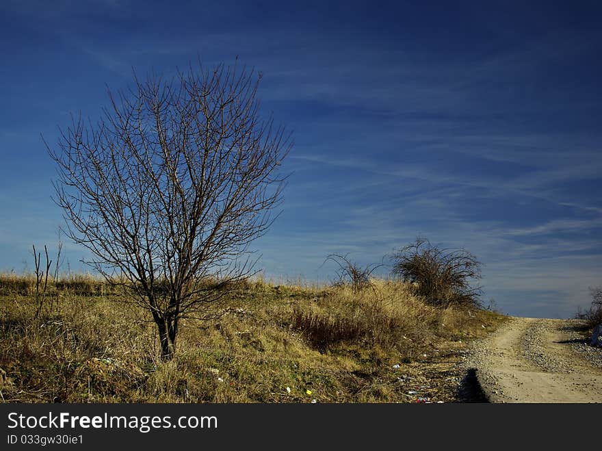 Lonely leafless tree in field of dry grass near dirt road against clear blue sky. Lonely leafless tree in field of dry grass near dirt road against clear blue sky.