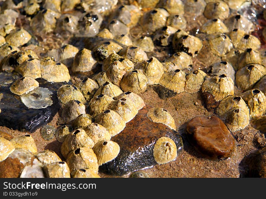 Coastal marine organisms