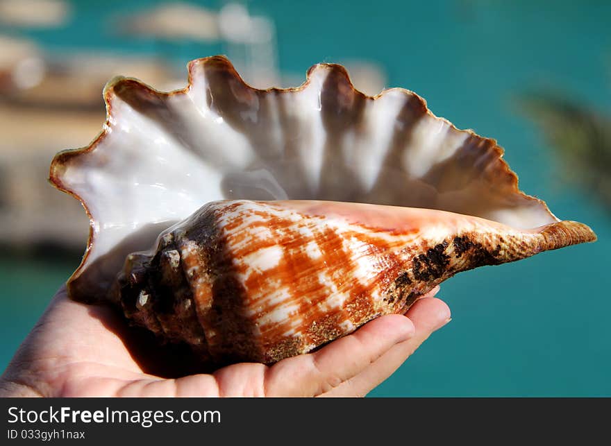 Big, beautiful shell lying on the hand. Big, beautiful shell lying on the hand