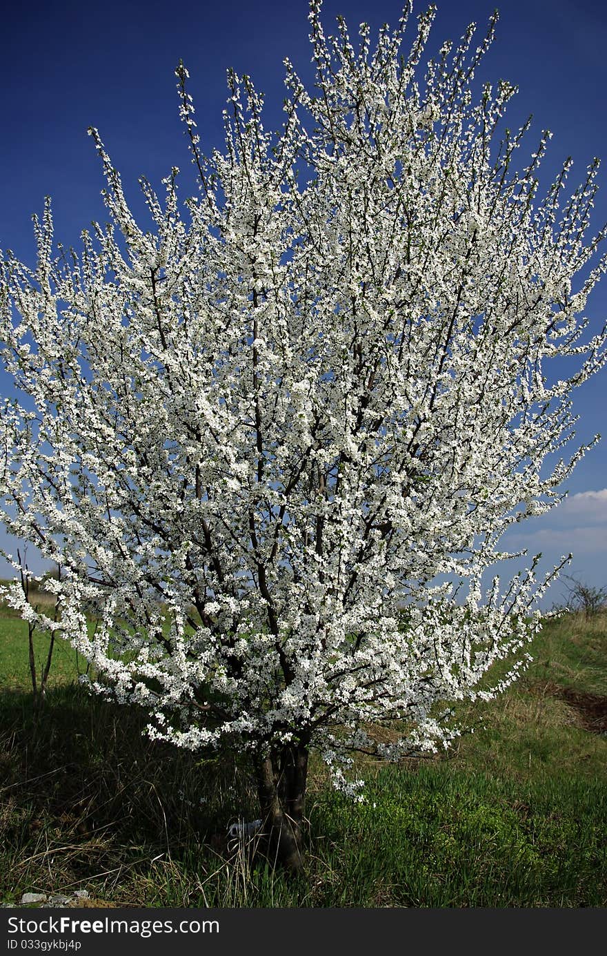 White blooming tree at green grass meadow against clear blue sky at sunny spring day. White blooming tree at green grass meadow against clear blue sky at sunny spring day.