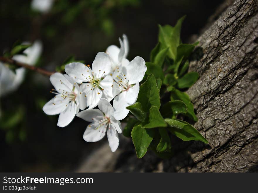 Tree Blooms