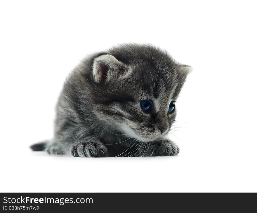 Cute kitten isolated over white closeup shallow dof