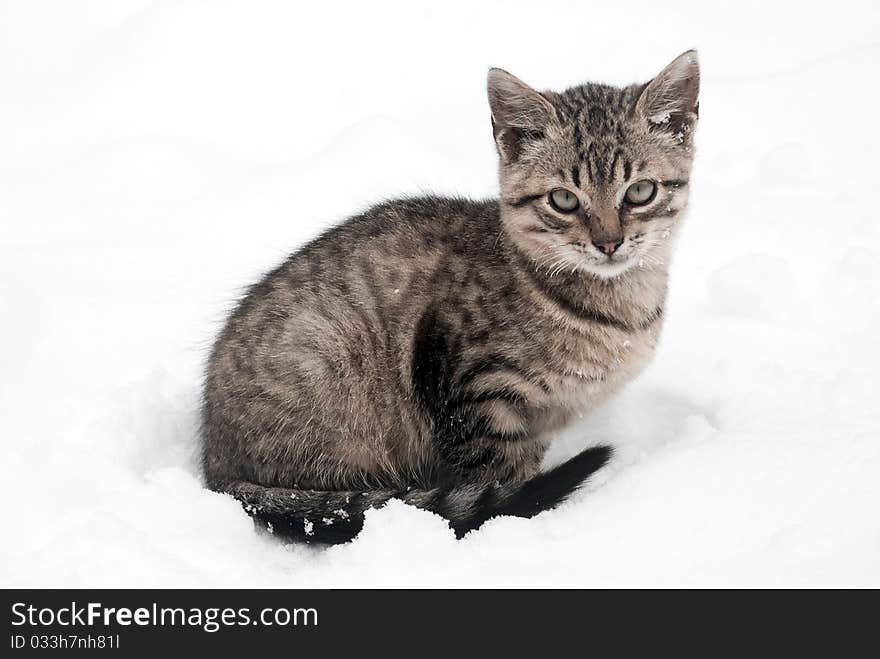 Kitten on white snow