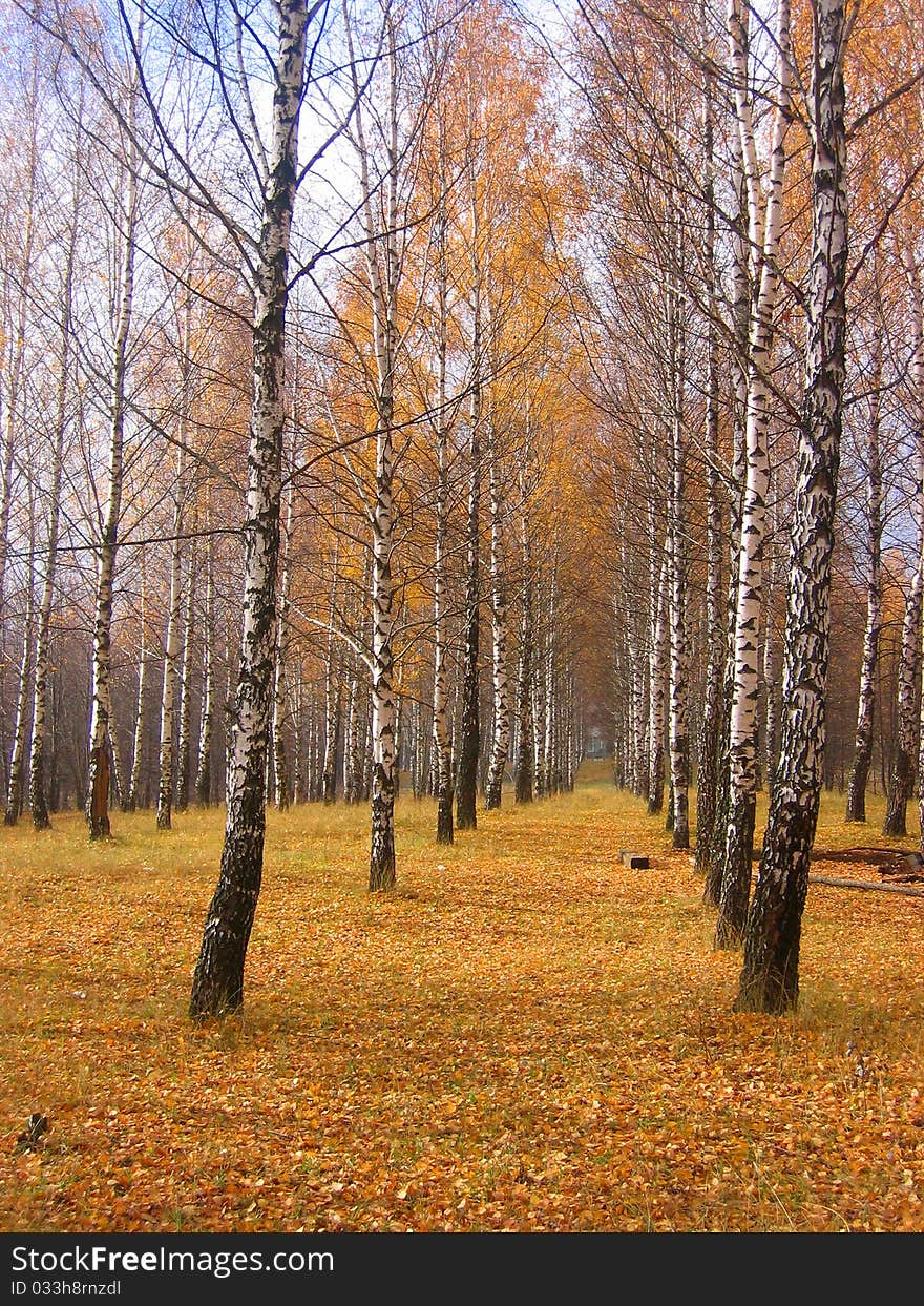 Autumn birch in the park october