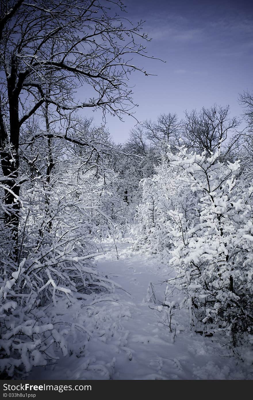 Winter forest in snow