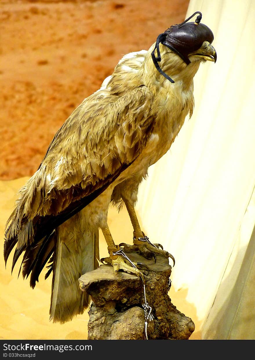 Falconry Falcon With Blind Fold