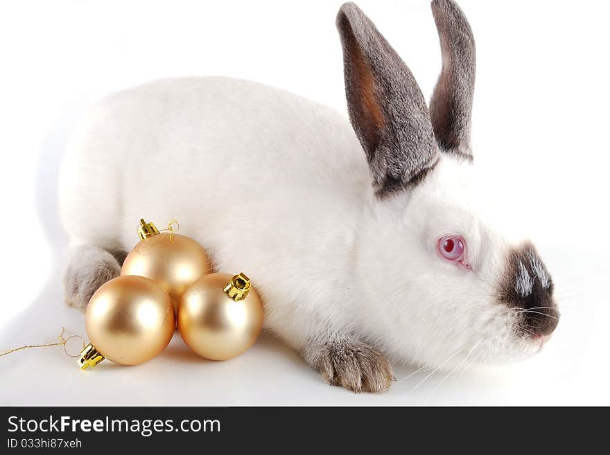 Rabbit on a white background