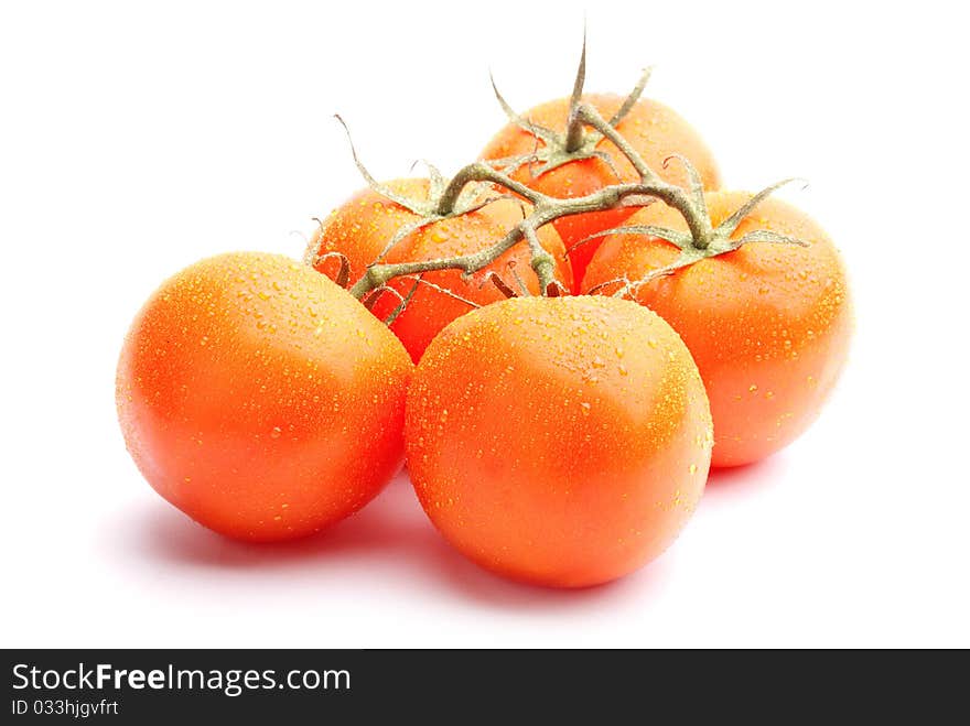 Tomatoes covered with dew