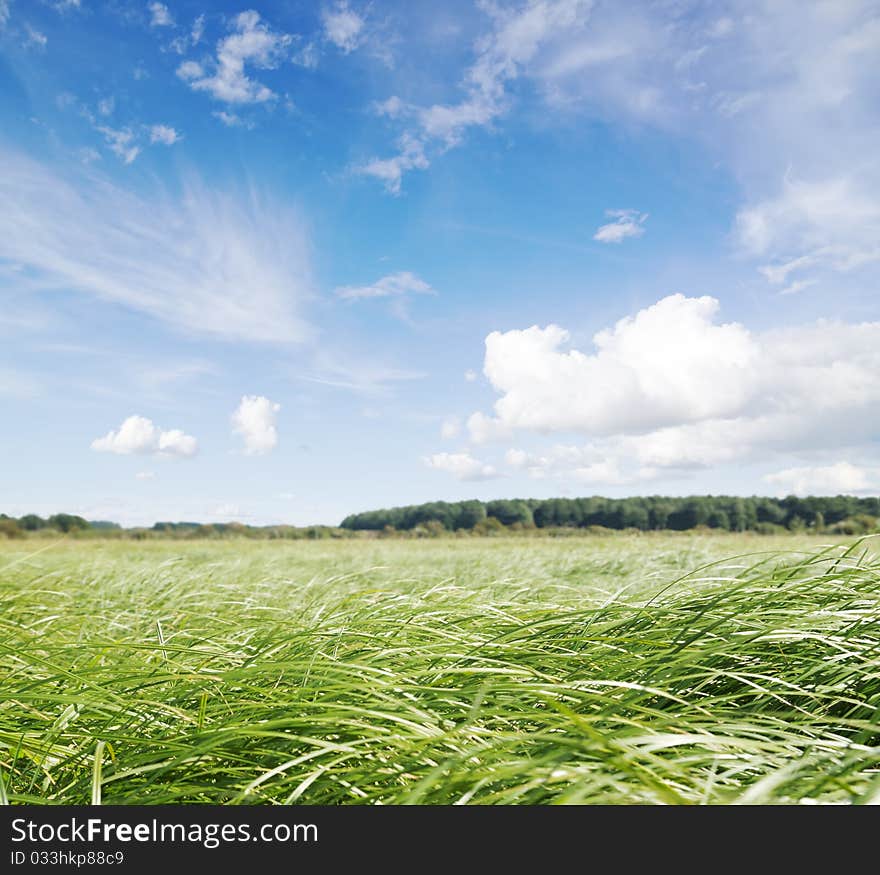 Green field under midday sun. Rural scene.