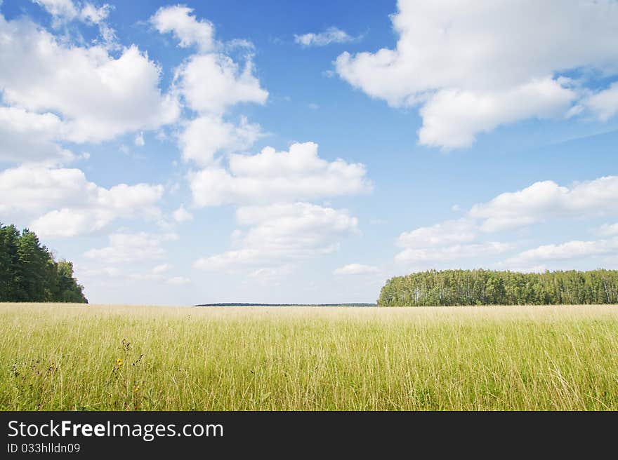 Yellow grass field near forest edge. Day. Landscape.