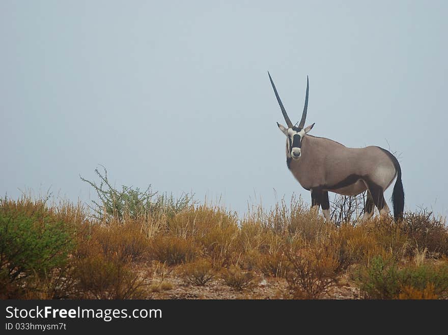 A gemsbok appears on the top of a hill in a misty morning in the Kgalagadi national park. A gemsbok appears on the top of a hill in a misty morning in the Kgalagadi national park