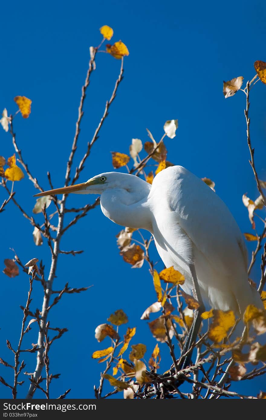 Great White Egret (Egretta Alba)