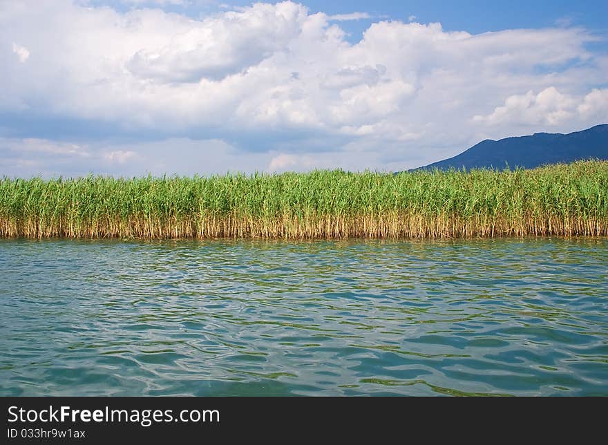 Grass stem in mountain lake on summer day