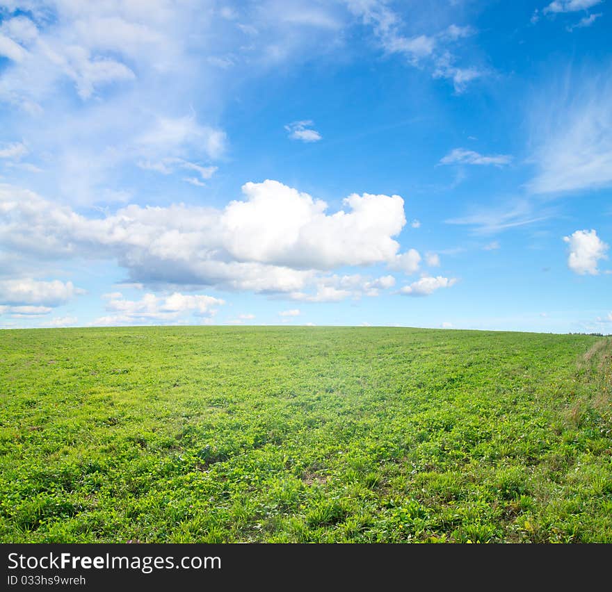 Green field under midday sun