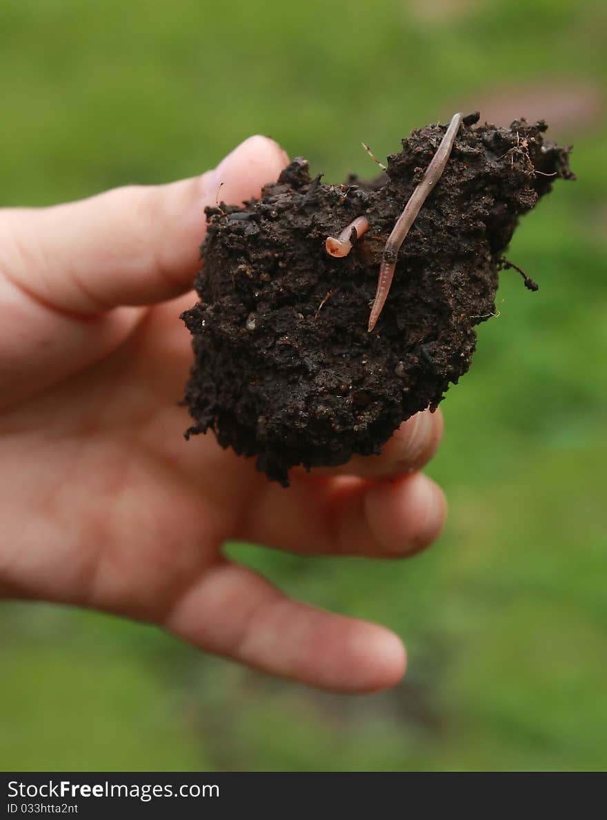 Little girl holding a piece of dirt with worms. Little girl holding a piece of dirt with worms