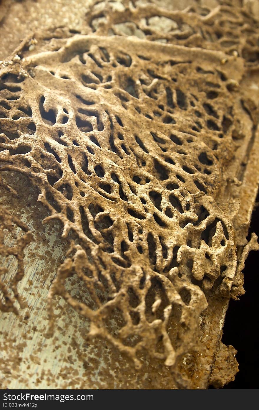 Termite cone