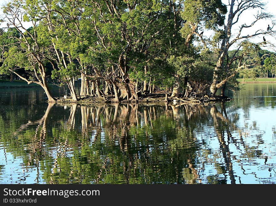 Trees On A Lake Island