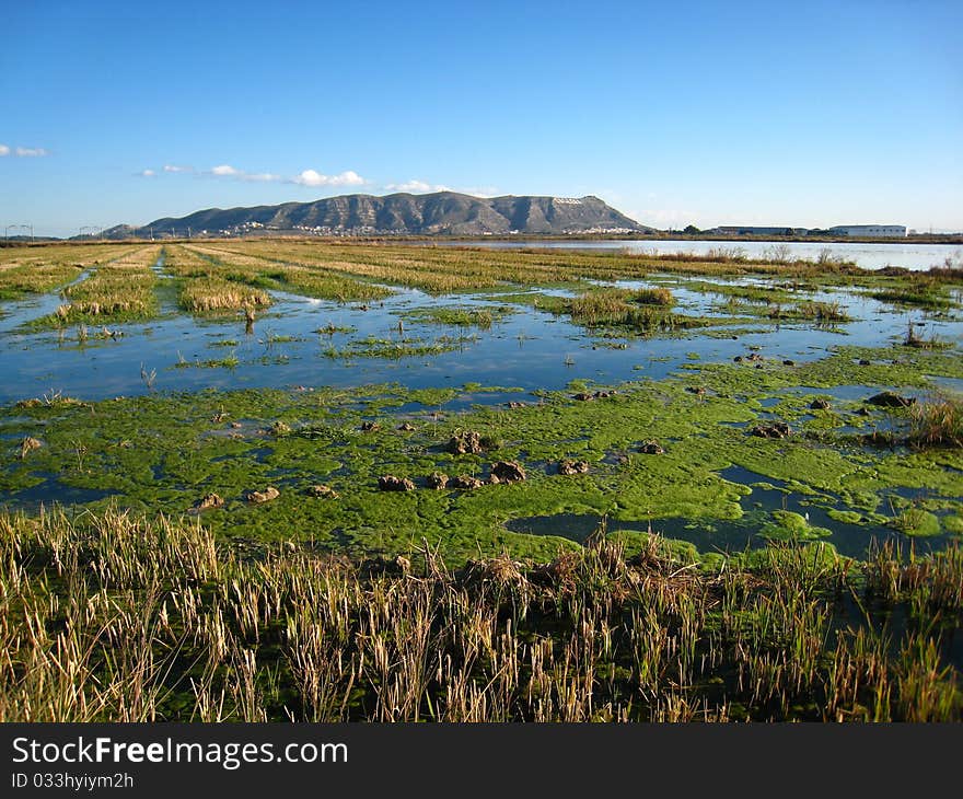 Plain Rice Fields covered with water and green moss. Mountain Faraway. Plain Rice Fields covered with water and green moss. Mountain Faraway.