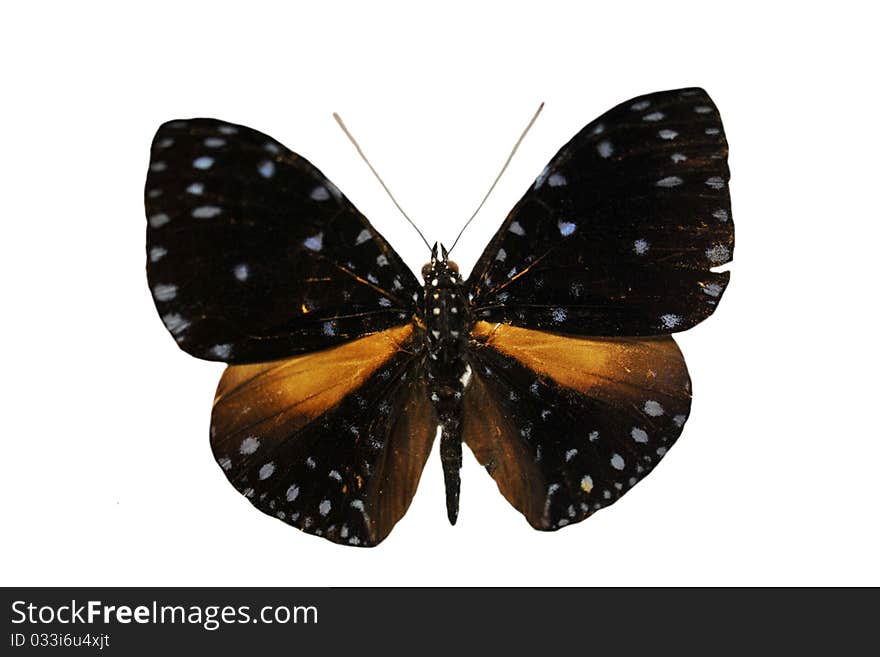 Beautiful black and orange butterfly in front of white background. Beautiful black and orange butterfly in front of white background