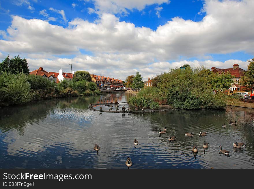 Day view of ducks swimming in the pond