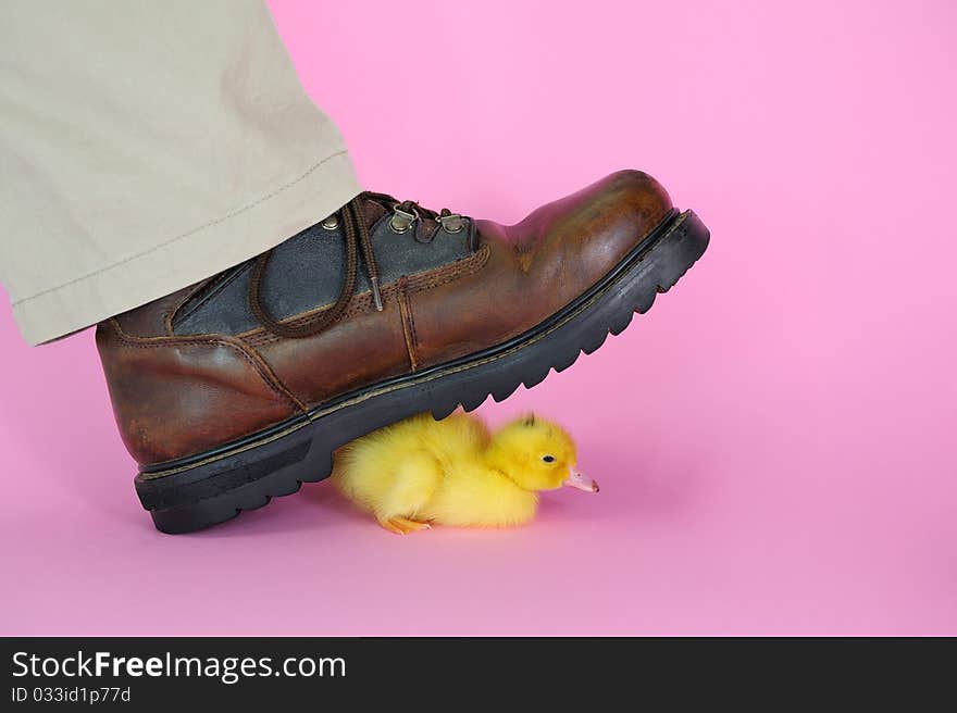 Duck shoe