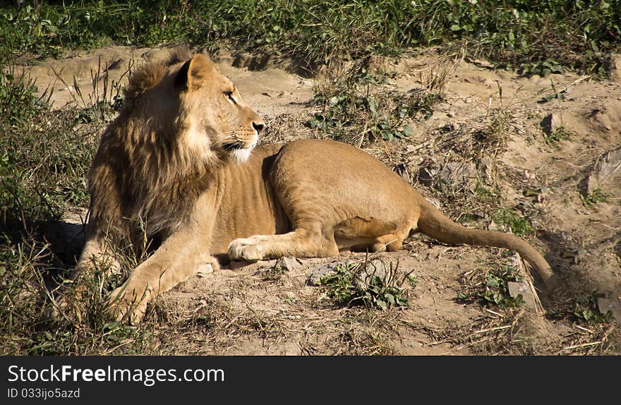 Old male Lion in the wild