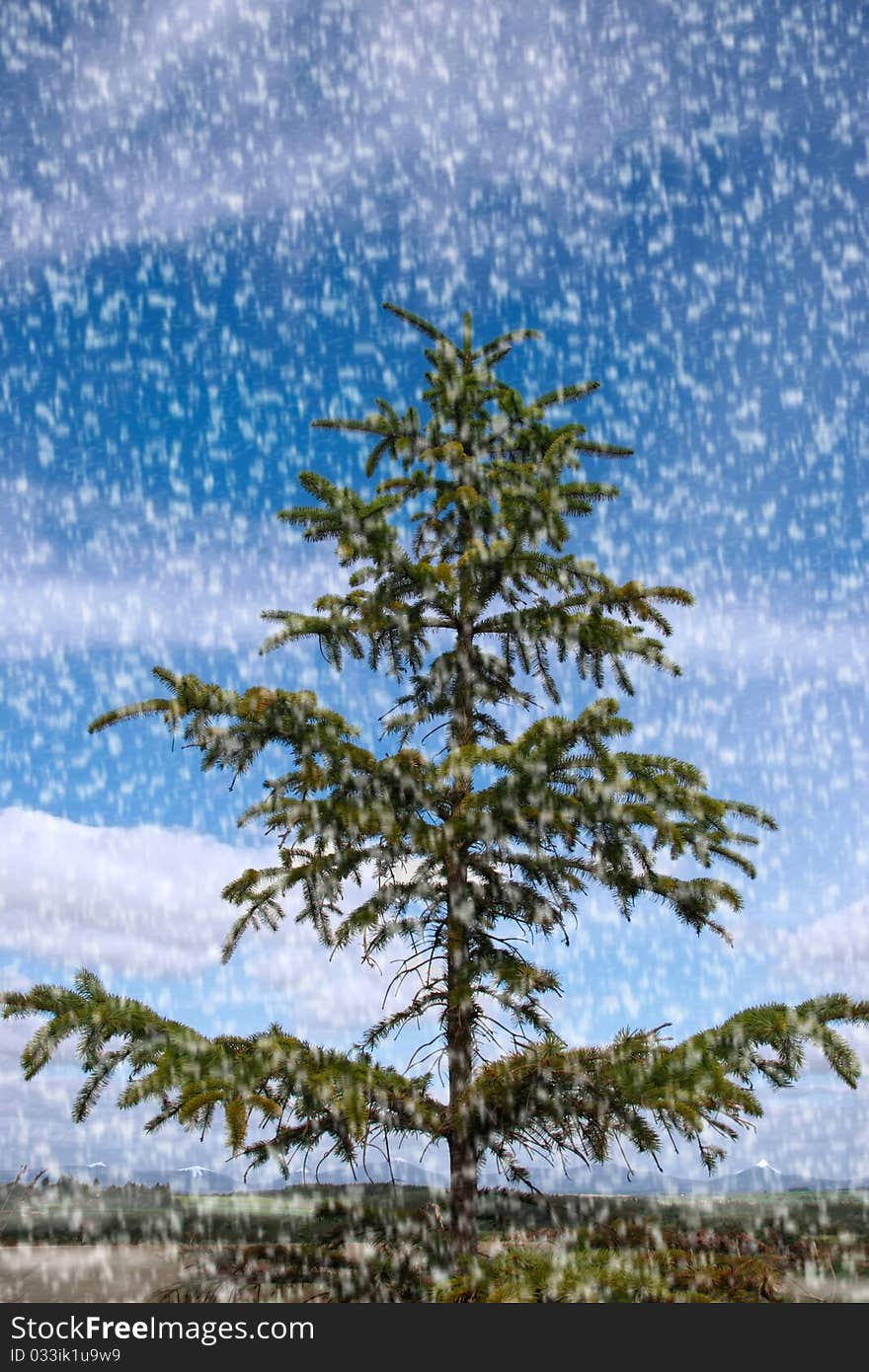 A lone conifer tree against a cloudy scenic background. A lone conifer tree against a cloudy scenic background