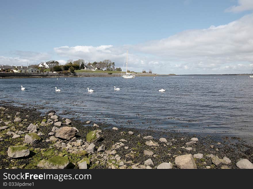 A lone white beautiful swan in the water with trawlers in background. A lone white beautiful swan in the water with trawlers in background