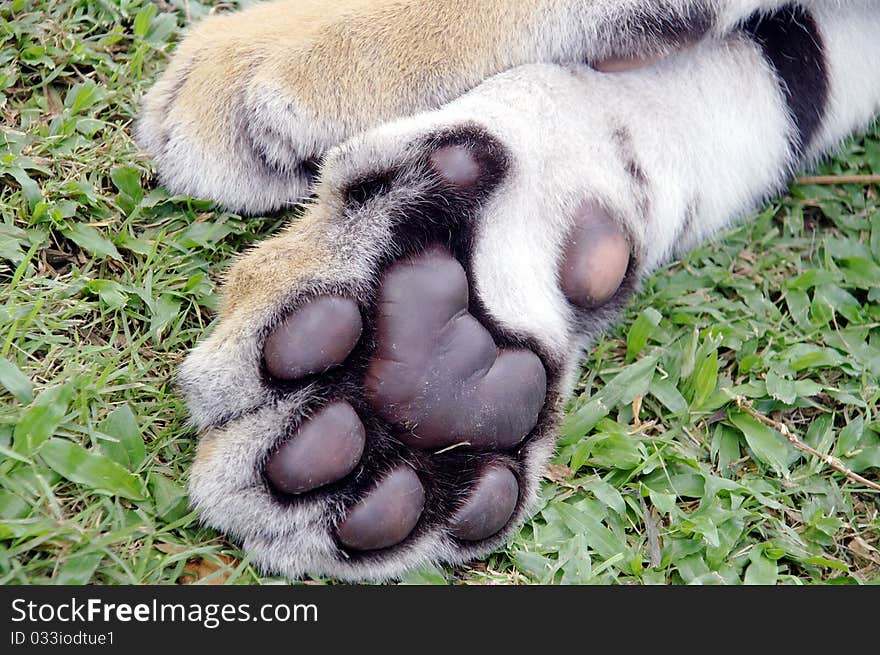 Tiger feet hair close up