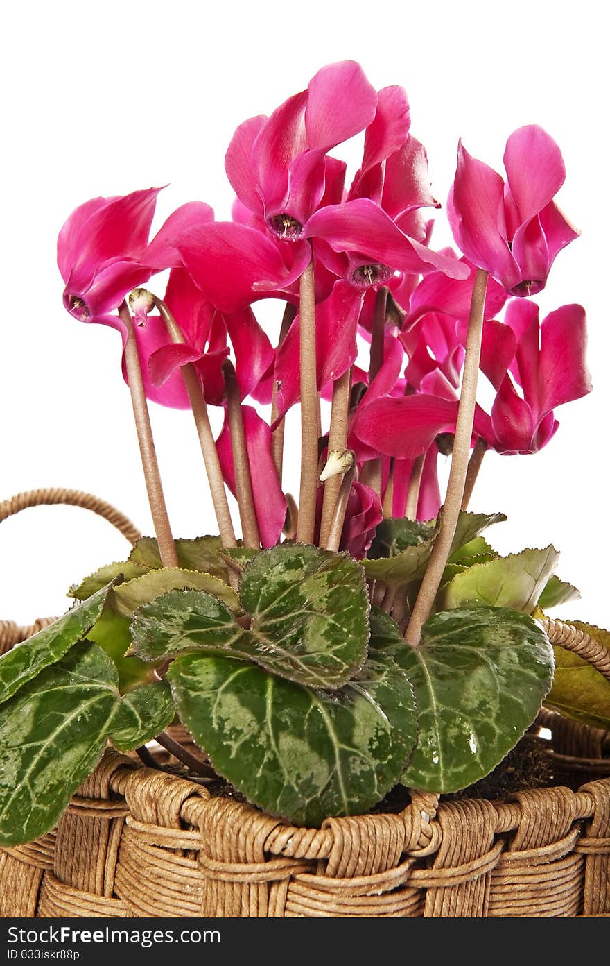 Cyclamen flowers in a basket close up. Cyclamen flowers in a basket close up