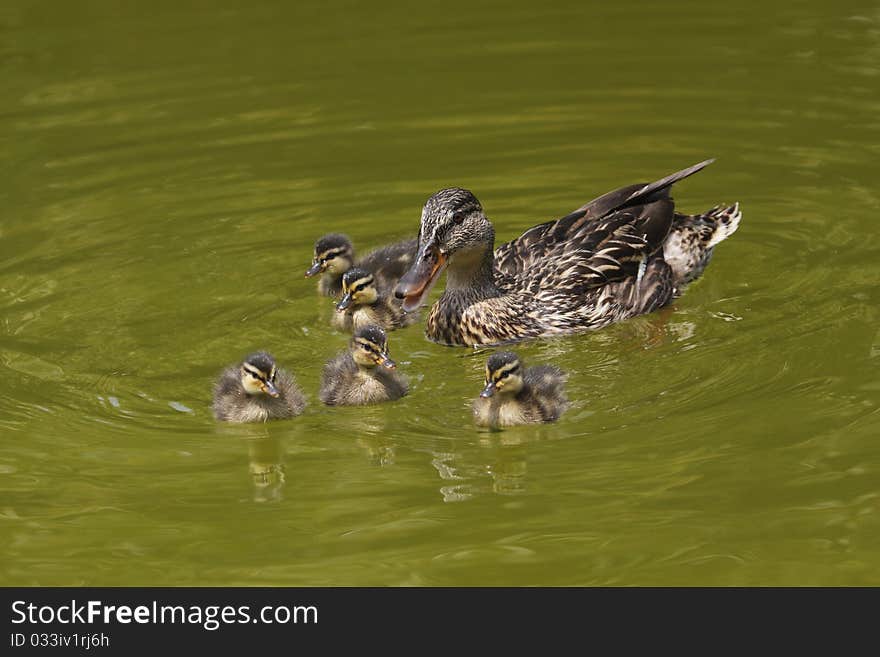 Wild duck with its cubs