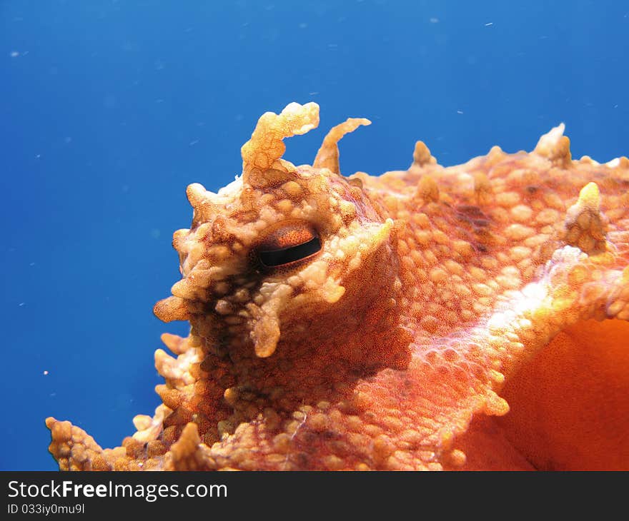 Octopus eye. Are visible skin appendages used to camouflage.