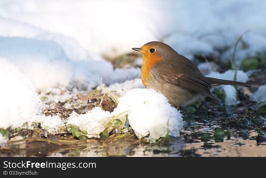 Robin in Winter