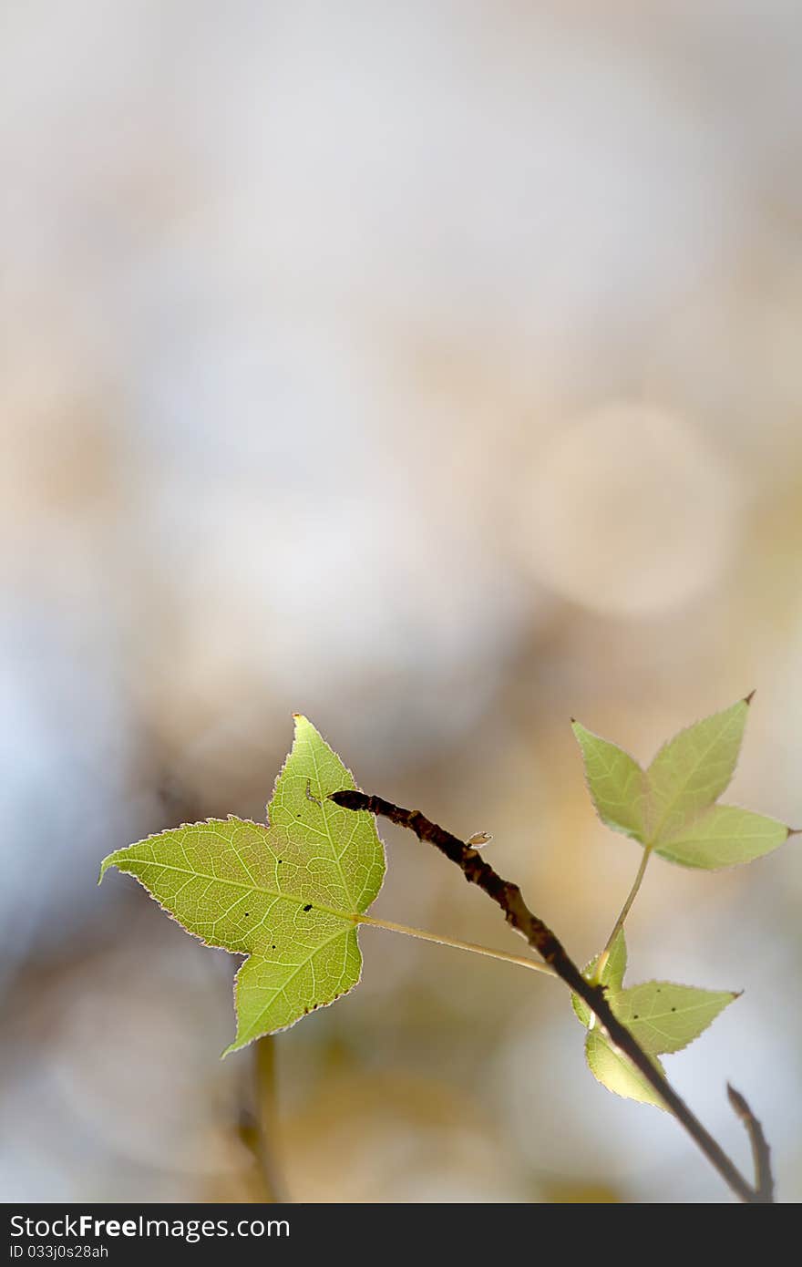 Maple leaf with nice color