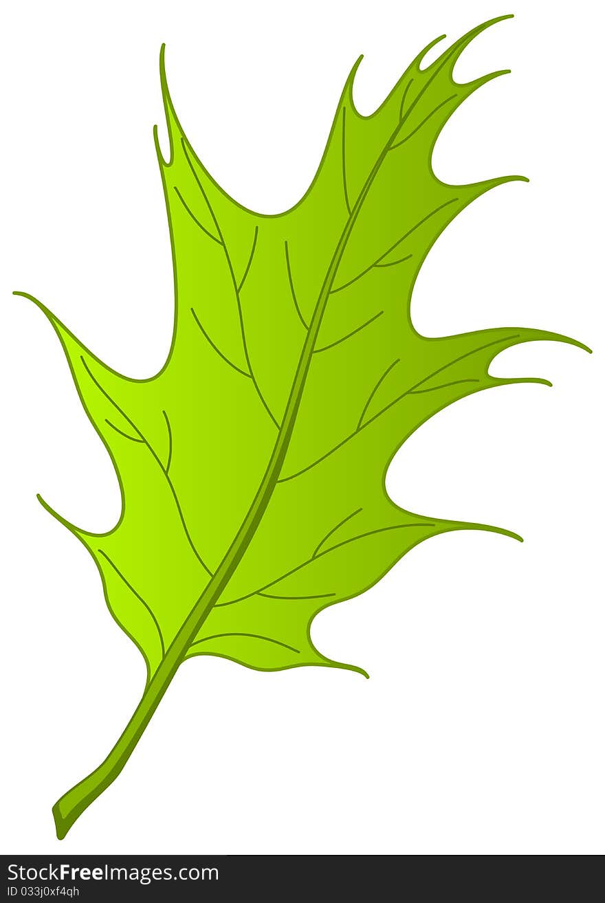 Leaf of oak Iberian