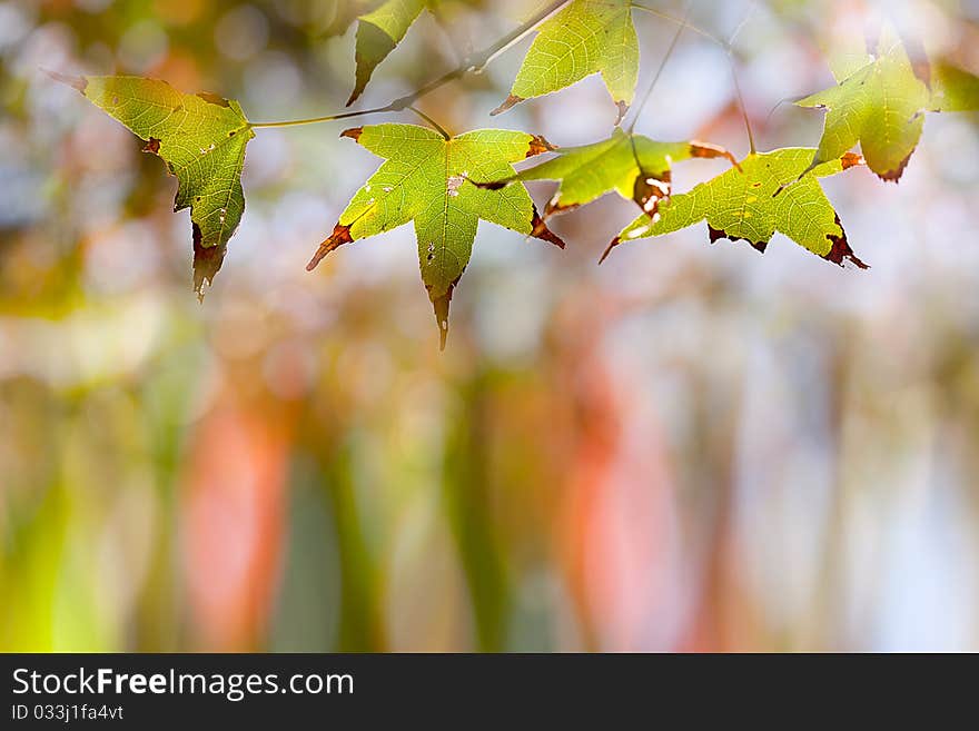 Maple leaf with nice color for background or other purpose use