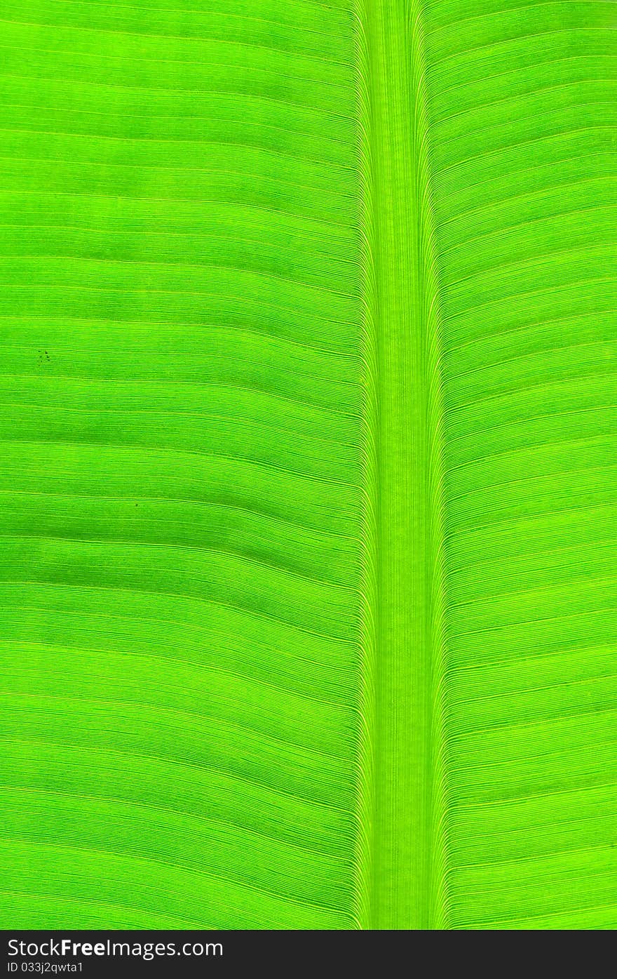 This is banana leaf can use in art work