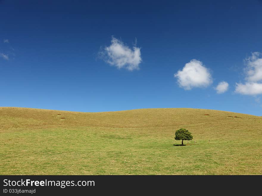 Lonely Tree on grassland at Big Island, Hawaii