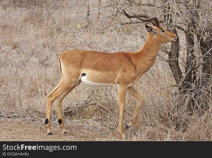 An impala ram, Aepyceros melampus,  browsing on dry thorn bush. An impala ram, Aepyceros melampus,  browsing on dry thorn bush