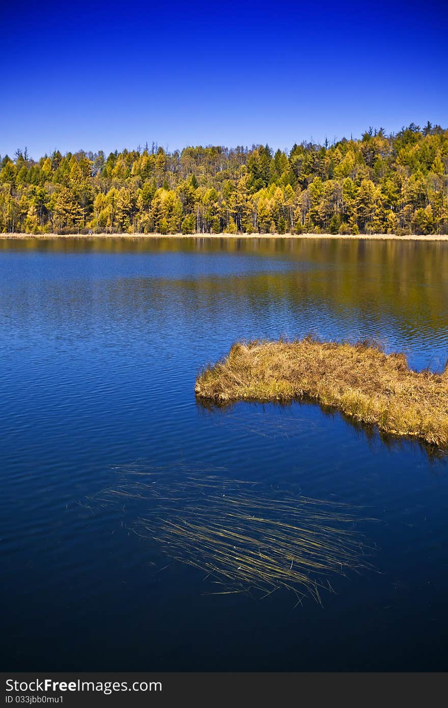 Lake and forest at autumn, inner mongolia，china