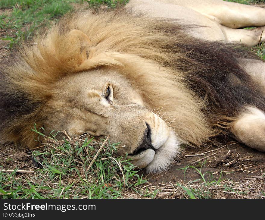 Male lion resting.